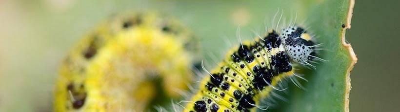 Manejo integrado estratégico: como e por que realizar?