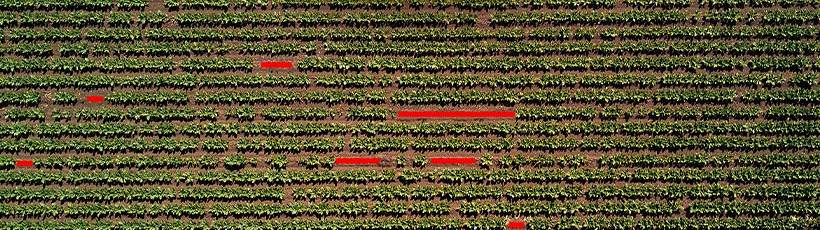Falhas de plantio e o processamento de imagens