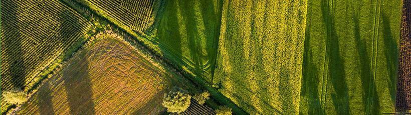 Tecnologia na agricultura: A saúde da vegetação