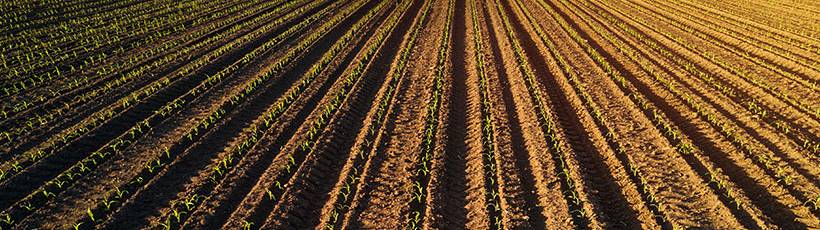 A importância da precisão no plantio