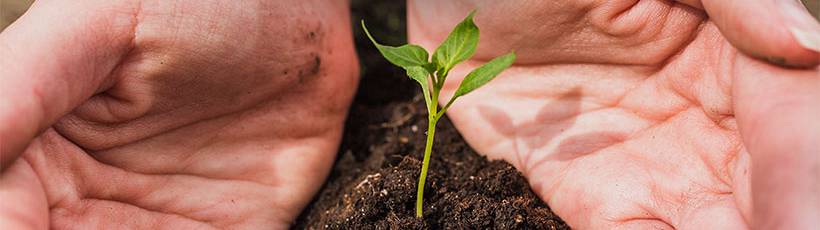 Pesquisa visa melhorias no manejo do solo e produtividade da cultura