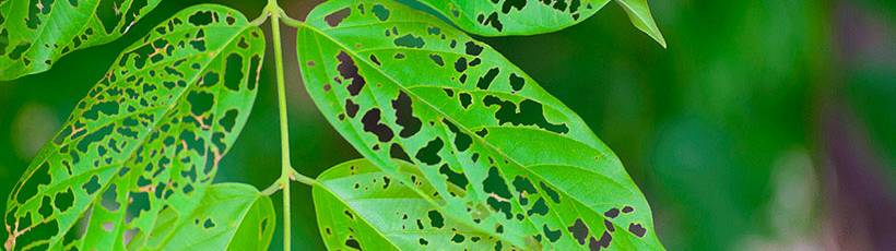 Como a tecnologia ajuda a eliminar pragas nas lavouras?