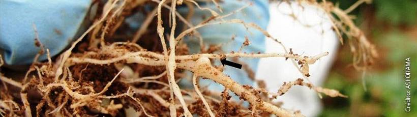 Nematoides são responsáveis por perdas de até 30% do canavial
