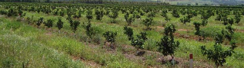 Indução de resistência na cultura do citros