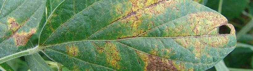 Impacto de ervas daninhas resistentes para o agricultor brasileiro