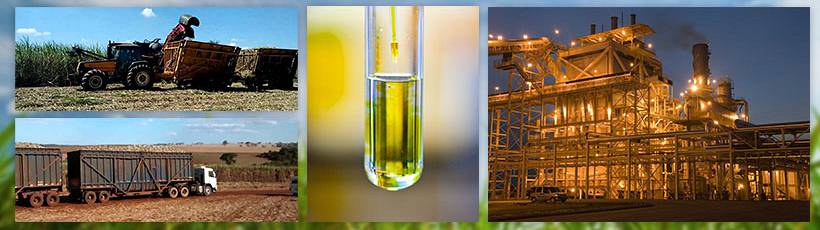 Como trabalhar no mercado de cana?