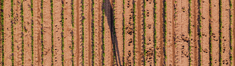 Planejamento de cultivo de grãos significa aumento de renda no campo
