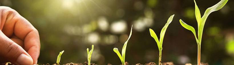 Preparando o solo para aumentar a produtividade para cultura de grãos