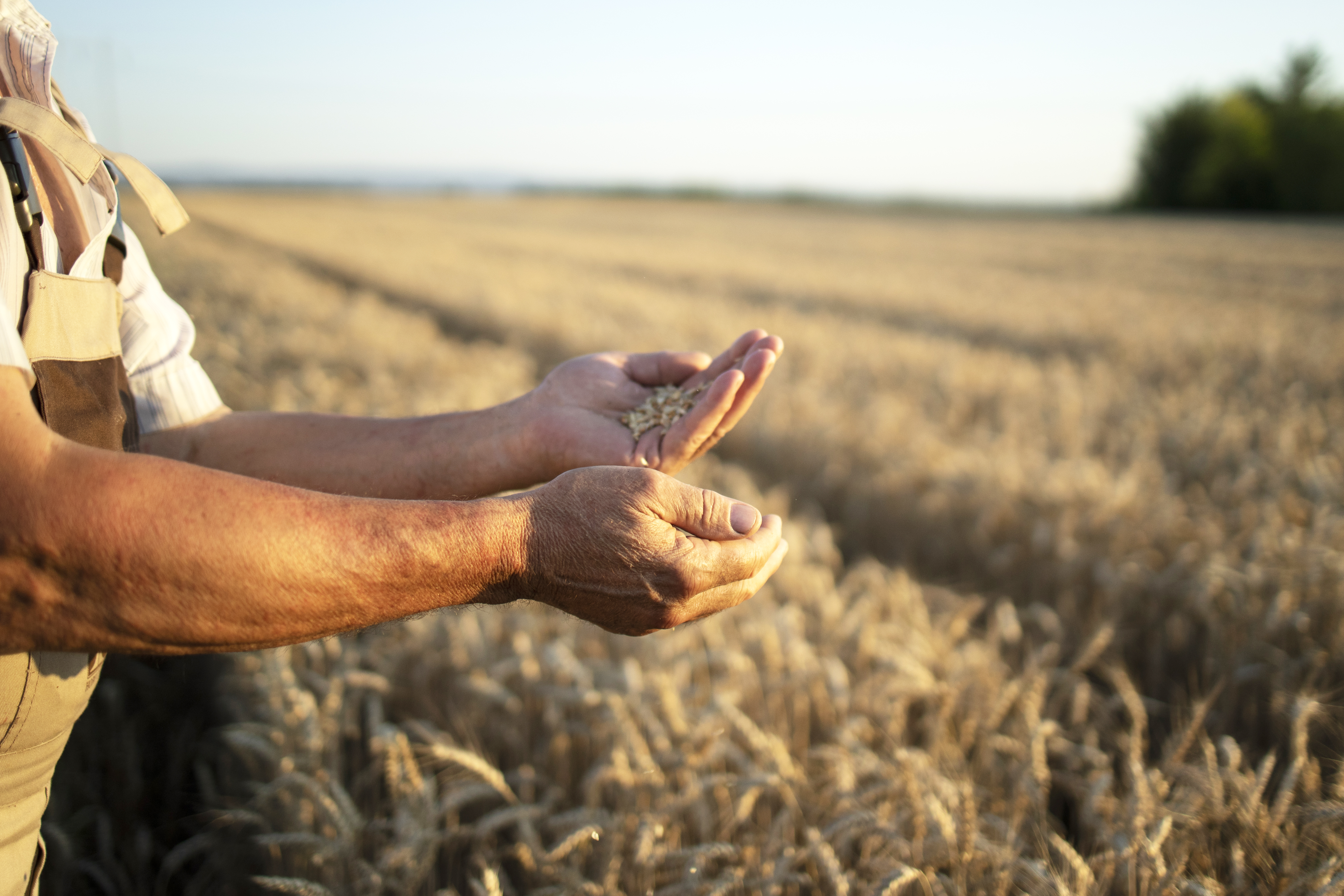 Agricultura de precisão na soja: como essa técnica melhora o cultivo?