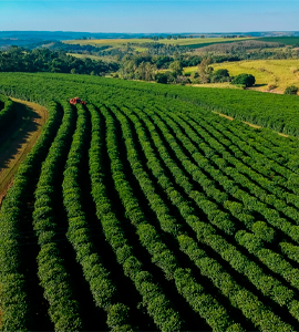 Tecnologia para plantio de café: conheça as soluções PTx Trimble para mais precisão e produtividade