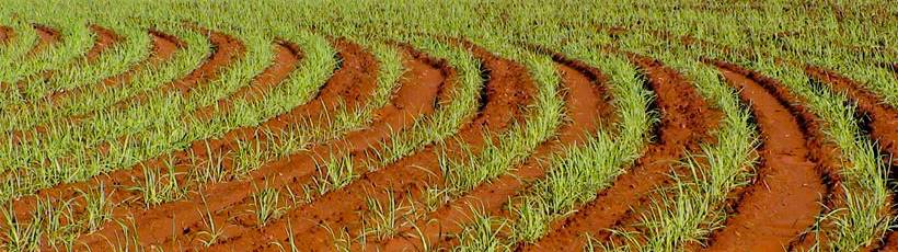 Setor foca na melhoria do plantio para recuperar e aumentar a produtividade