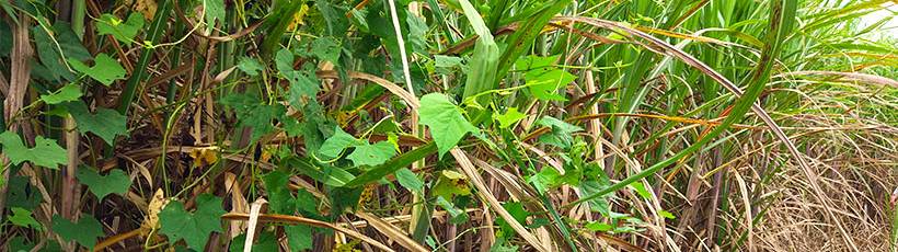 Canavial não fechou e abre espaço para as plantas daninhas
