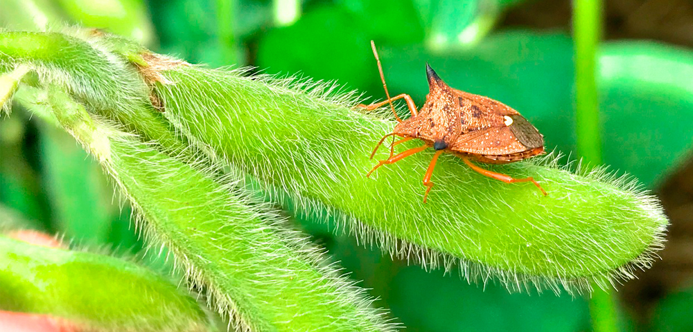 Embrapa obtém sucesso no controle de percevejo Euschistus heros em soja com drones de pulverização