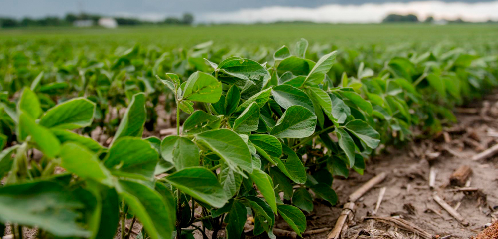 Drones de pulverização são mais eficientes na plantação de soja