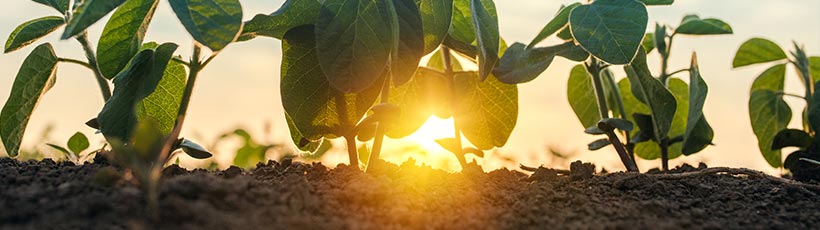 Principais-praticas-para-aumentar-a-qualidade-no-plantio-dos-graos