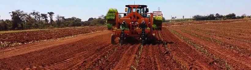 manejo-controlado-para-plantio-da-cana